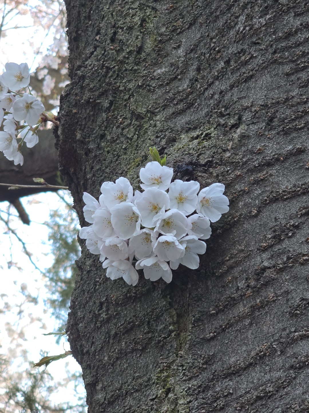 인천 대공원 남문에 꽃구경갔다왔어요