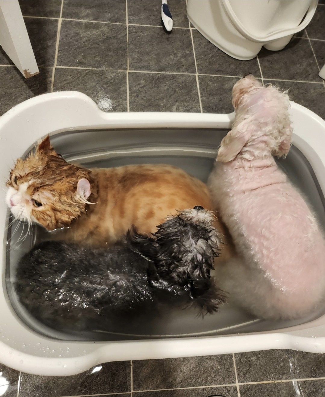 냥빨하기 개편한 집사입니다~^^