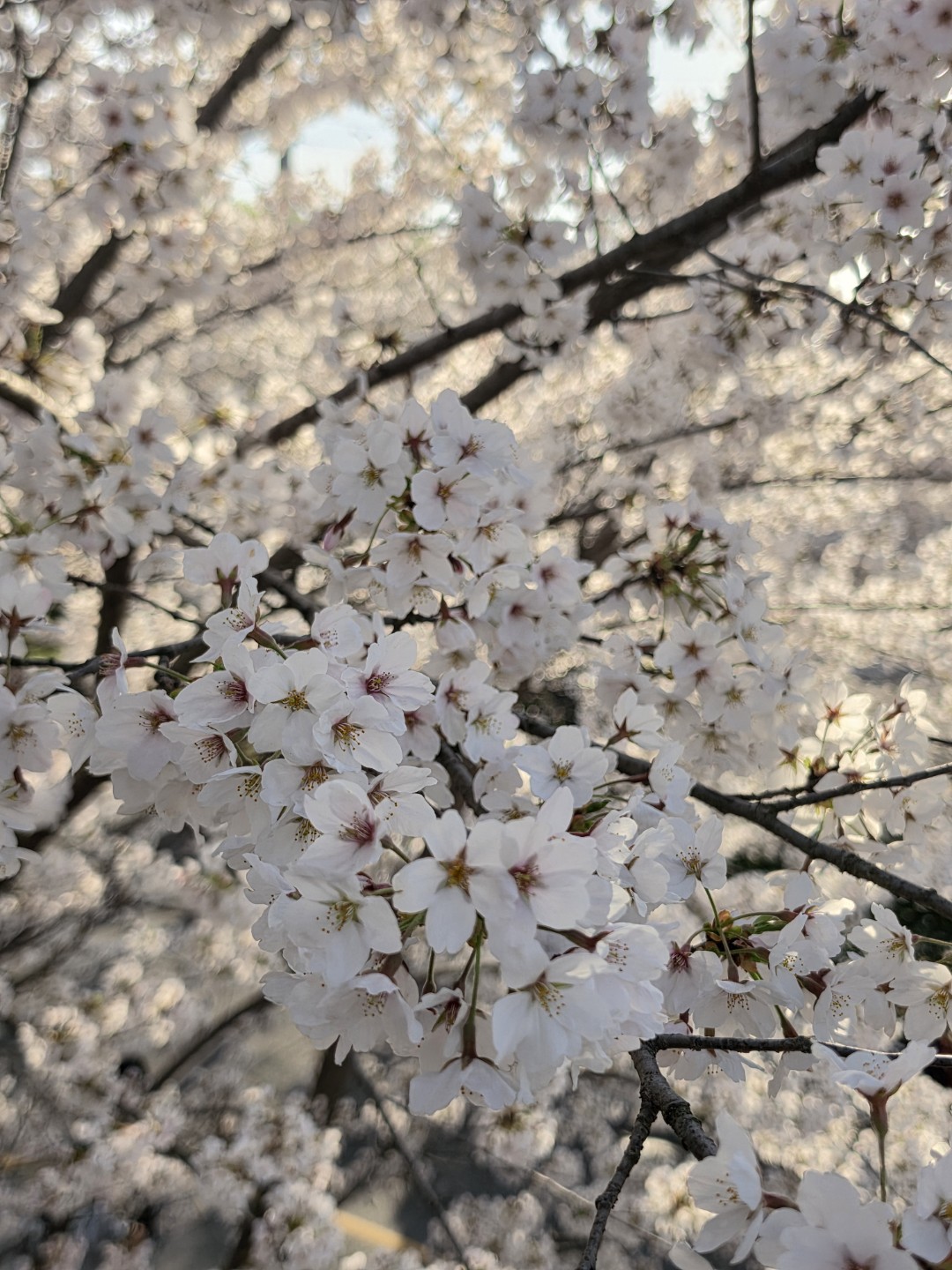 벗꽃이 참 예뻤던 오늘