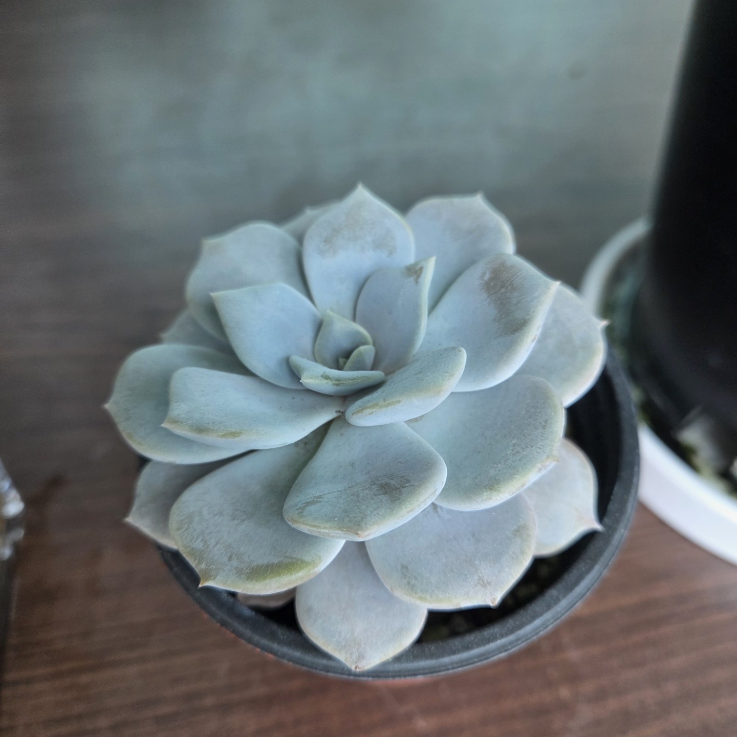 Post image 5