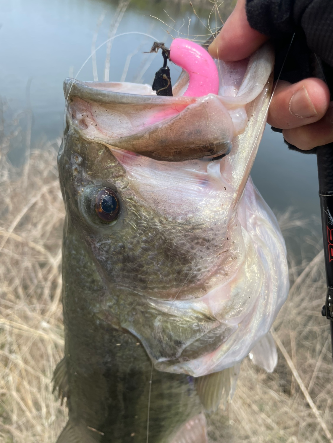 예당지 런커 입니다.(실시간)