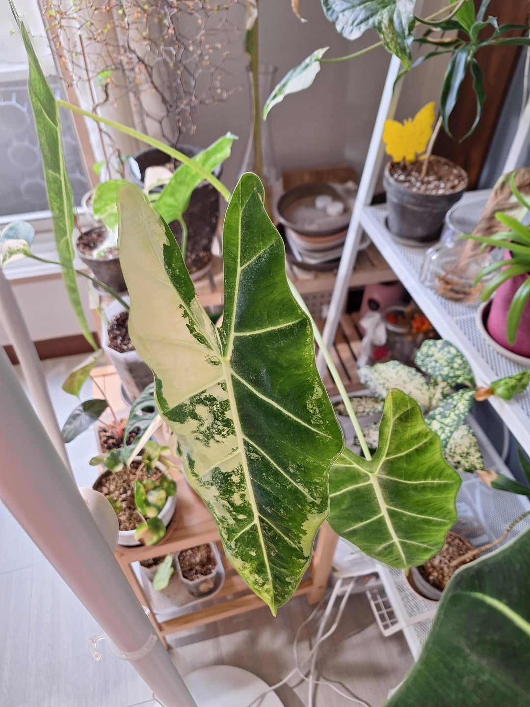Post image 3