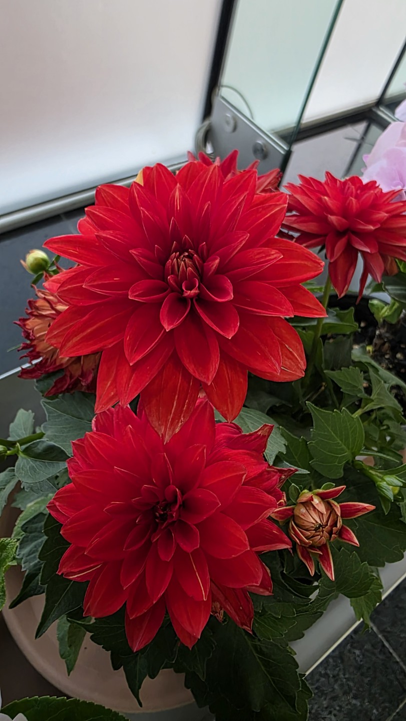 Post image 6