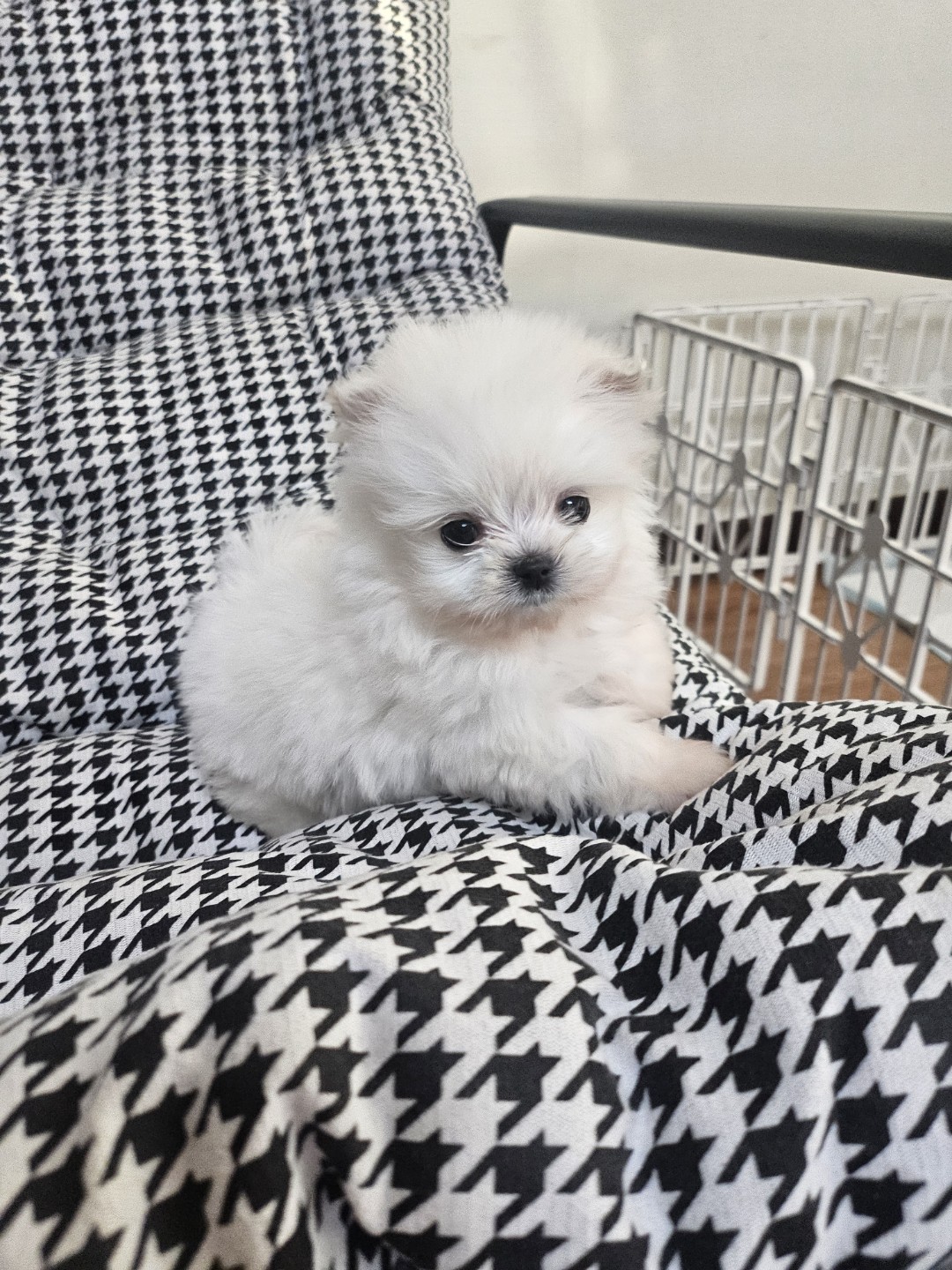 말티폼 아가를 소개합니다♡