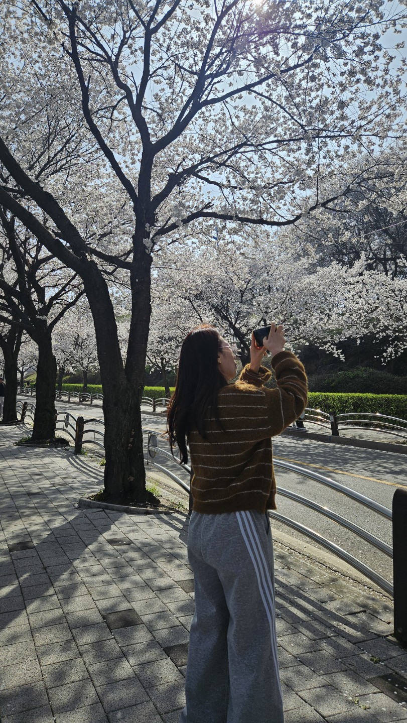 완연한봄입니다