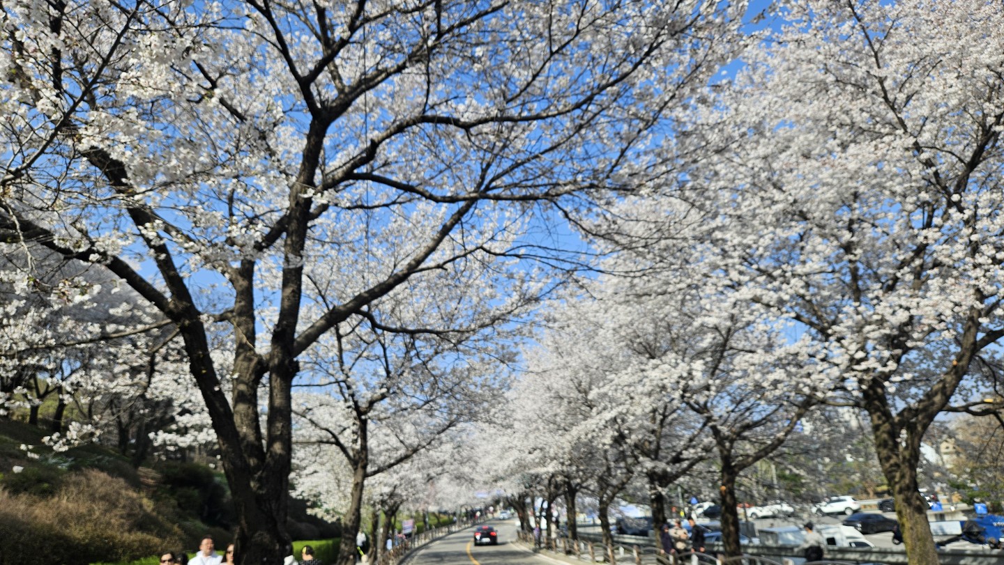 완연한봄입니다