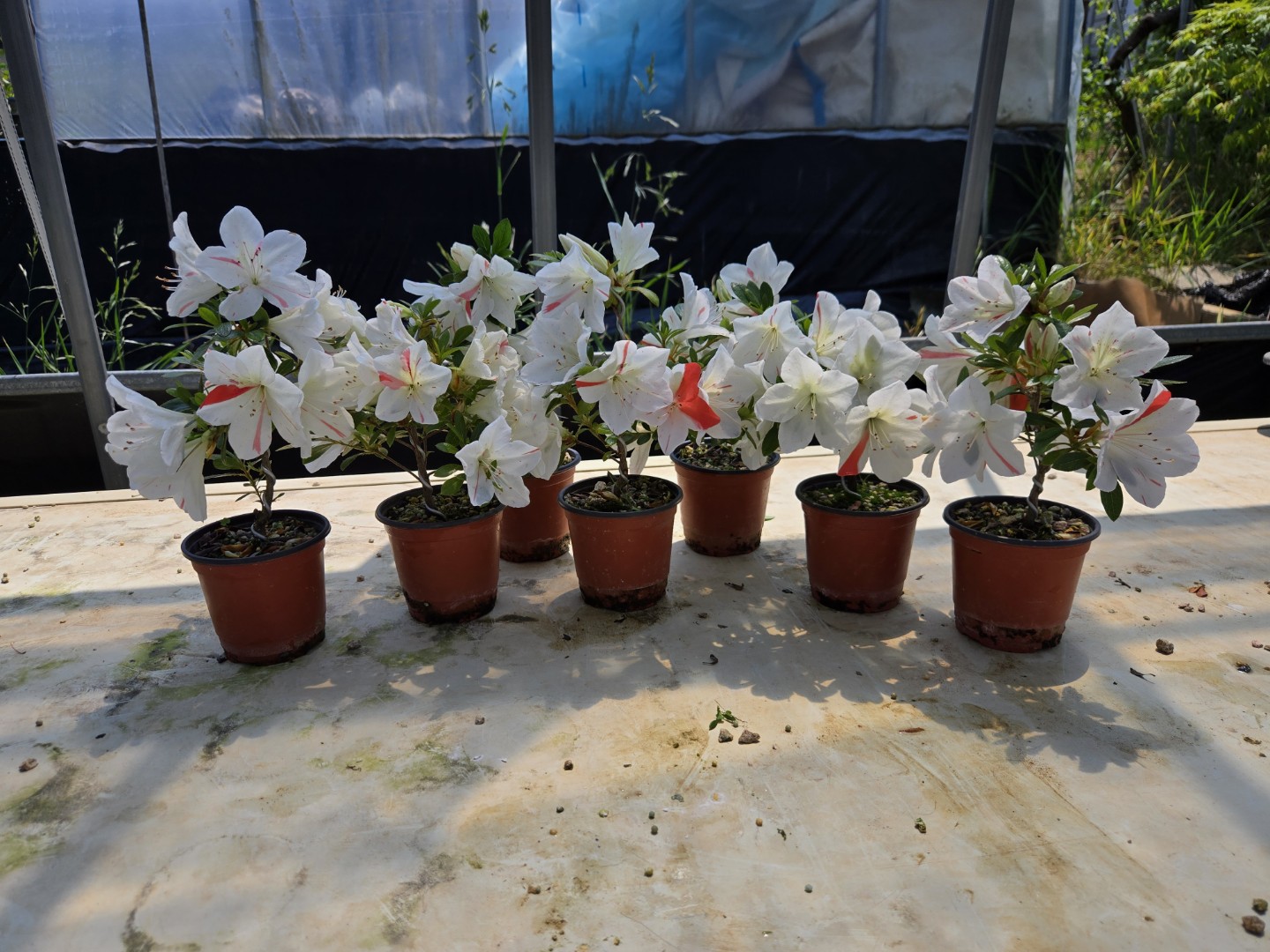 Post image 11