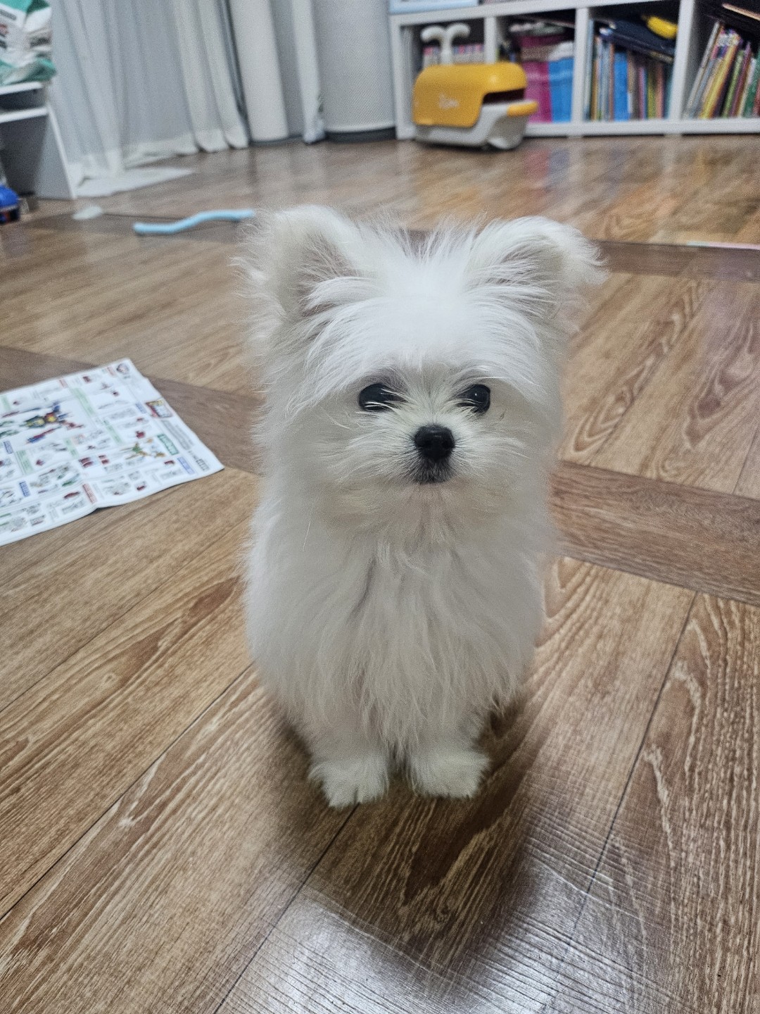 말티폼 아가를 소개합니다♡