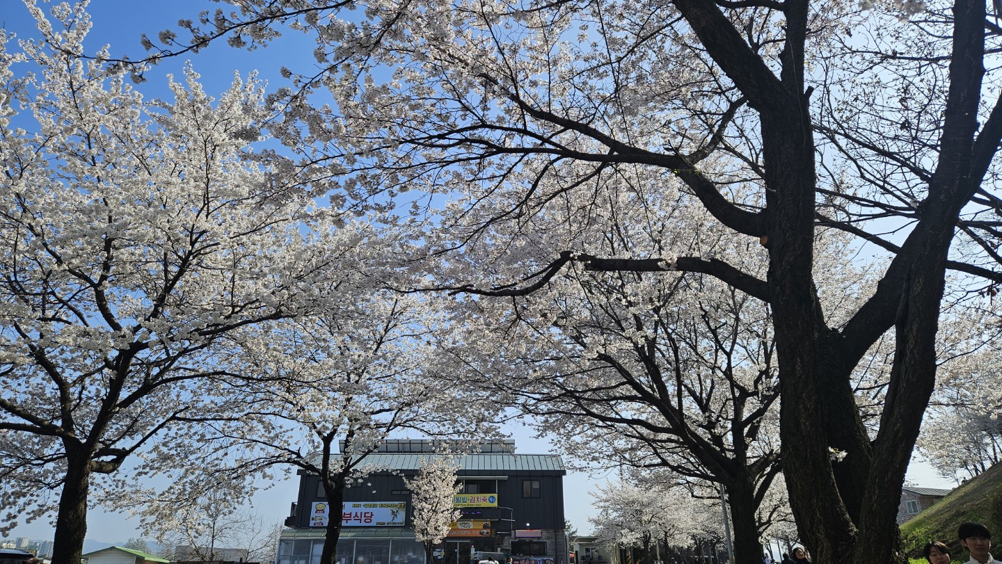 완연한봄입니다