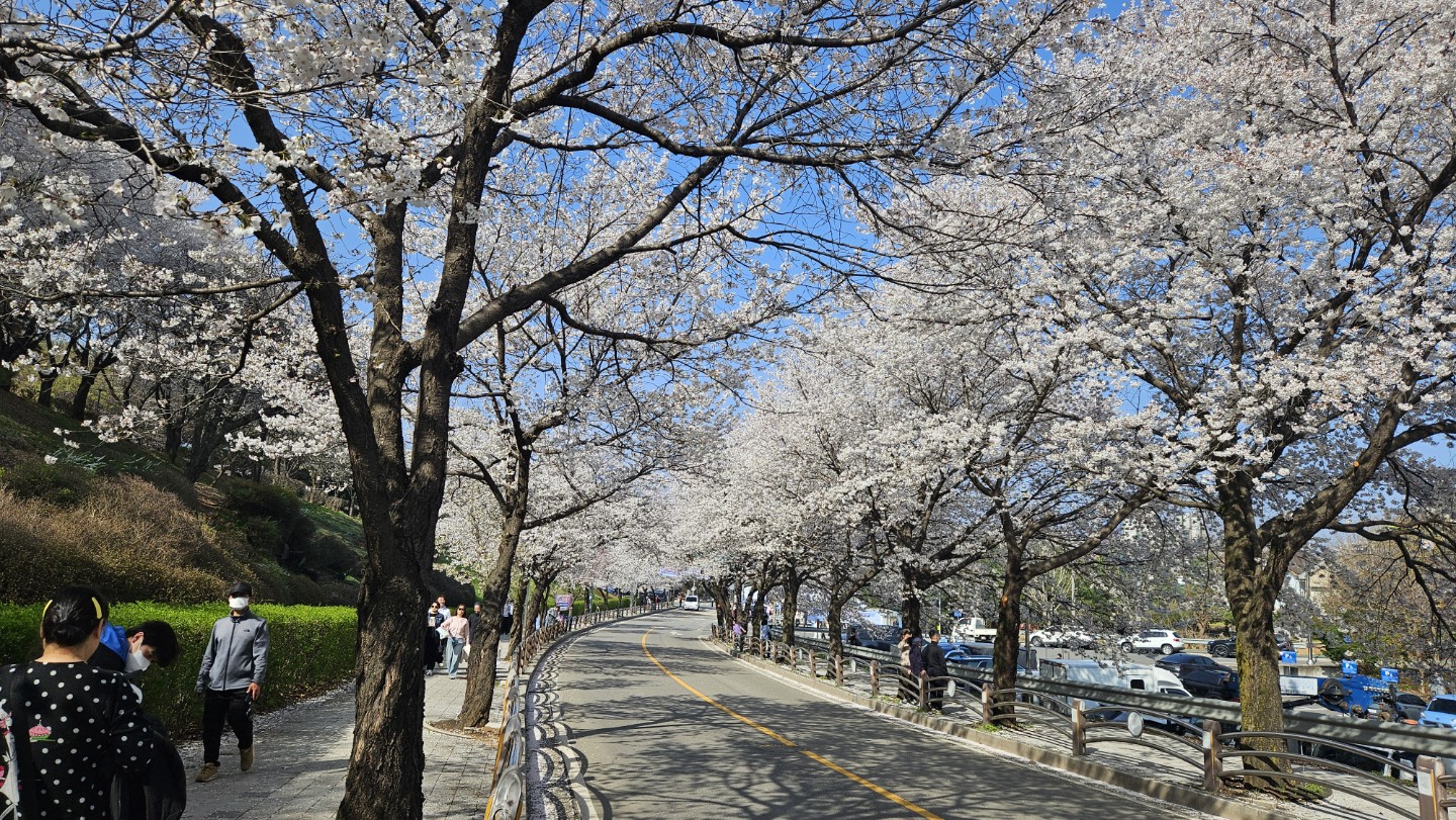 완연한봄입니다