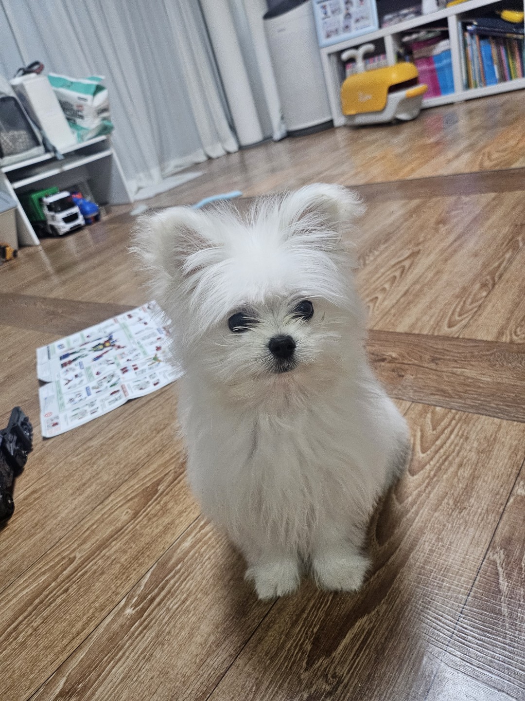 말티폼 아가를 소개합니다♡