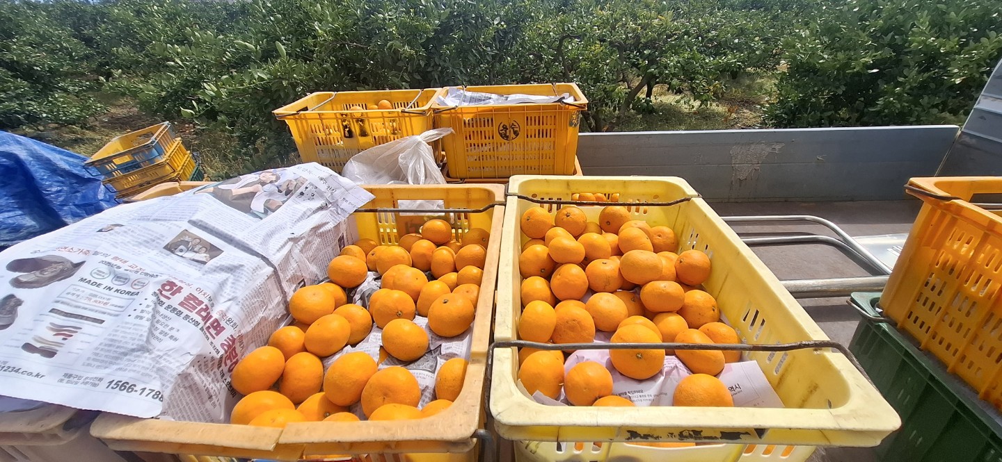 천혜향 제일 맛있어요