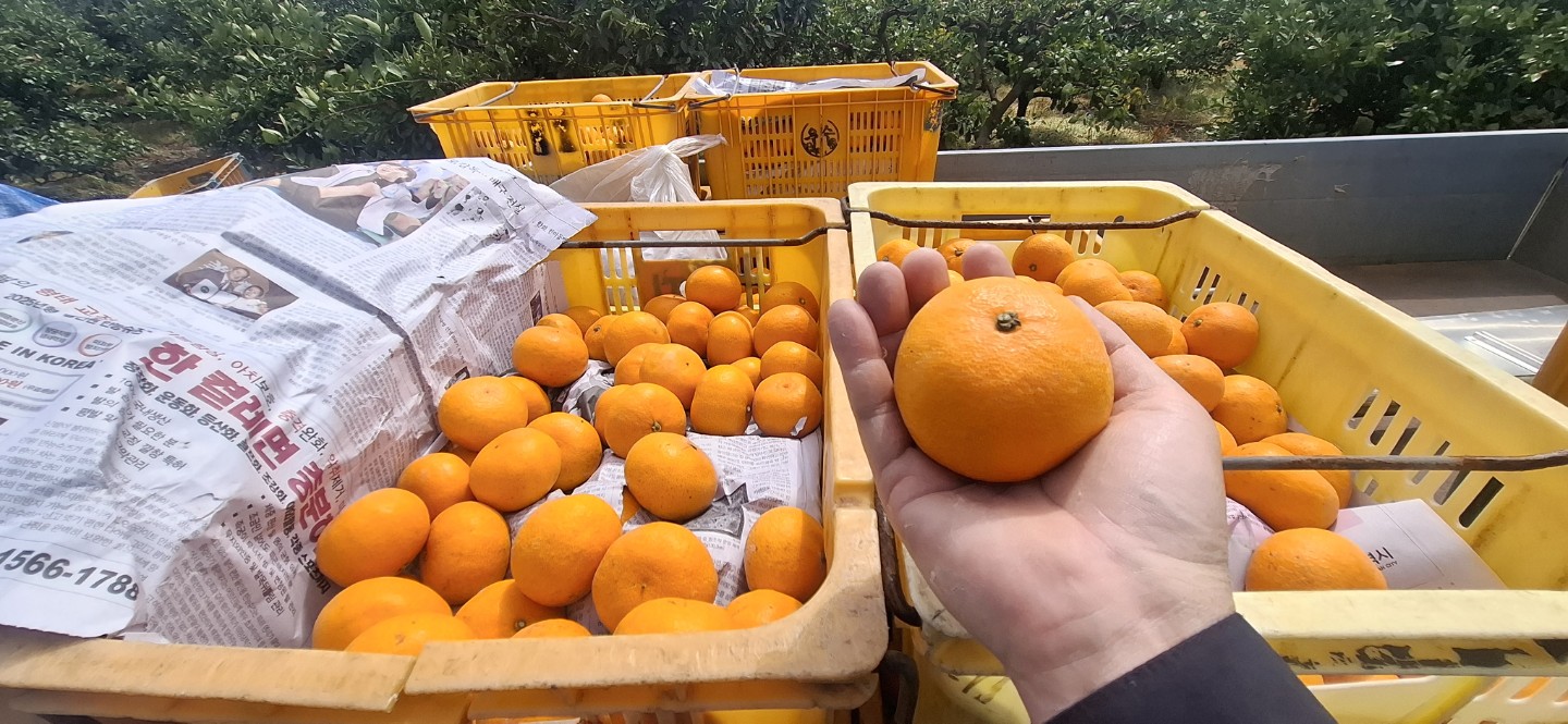 천혜향 제일 맛있어요