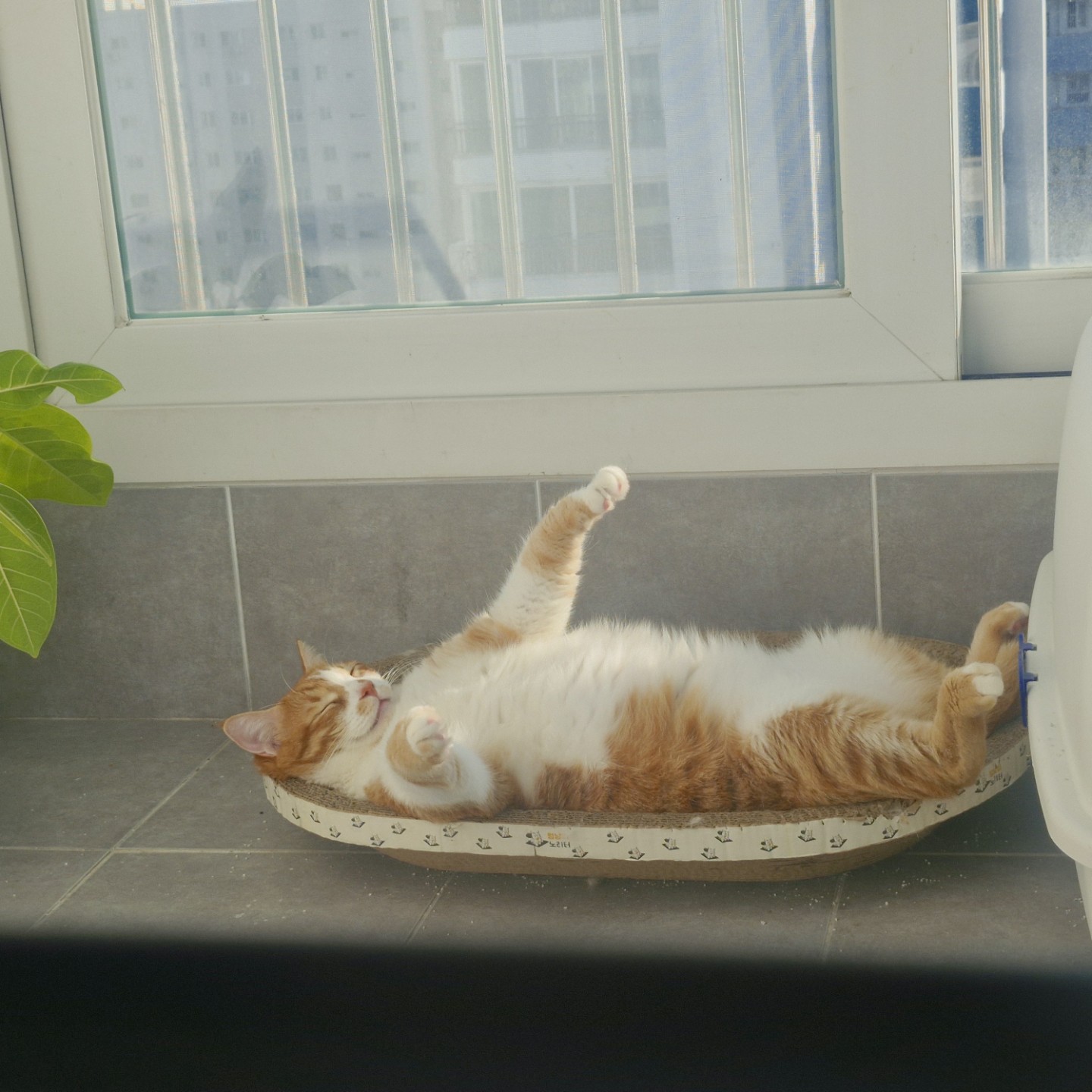 우리 아이 자랑 타임! 🐶🐱