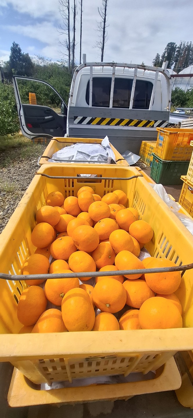 천혜향 제일 맛있어요