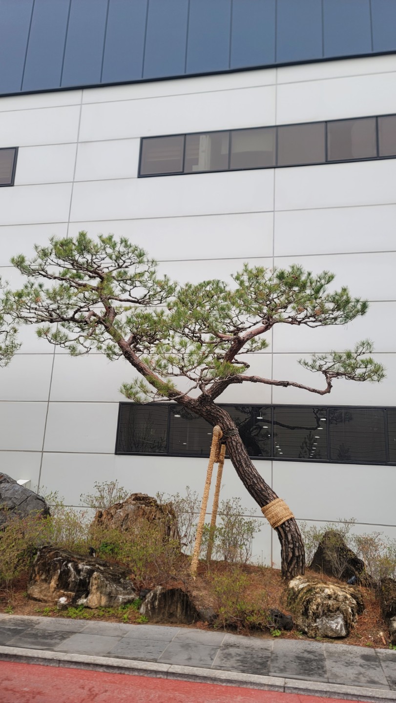 전면  조경수 소나무 전지