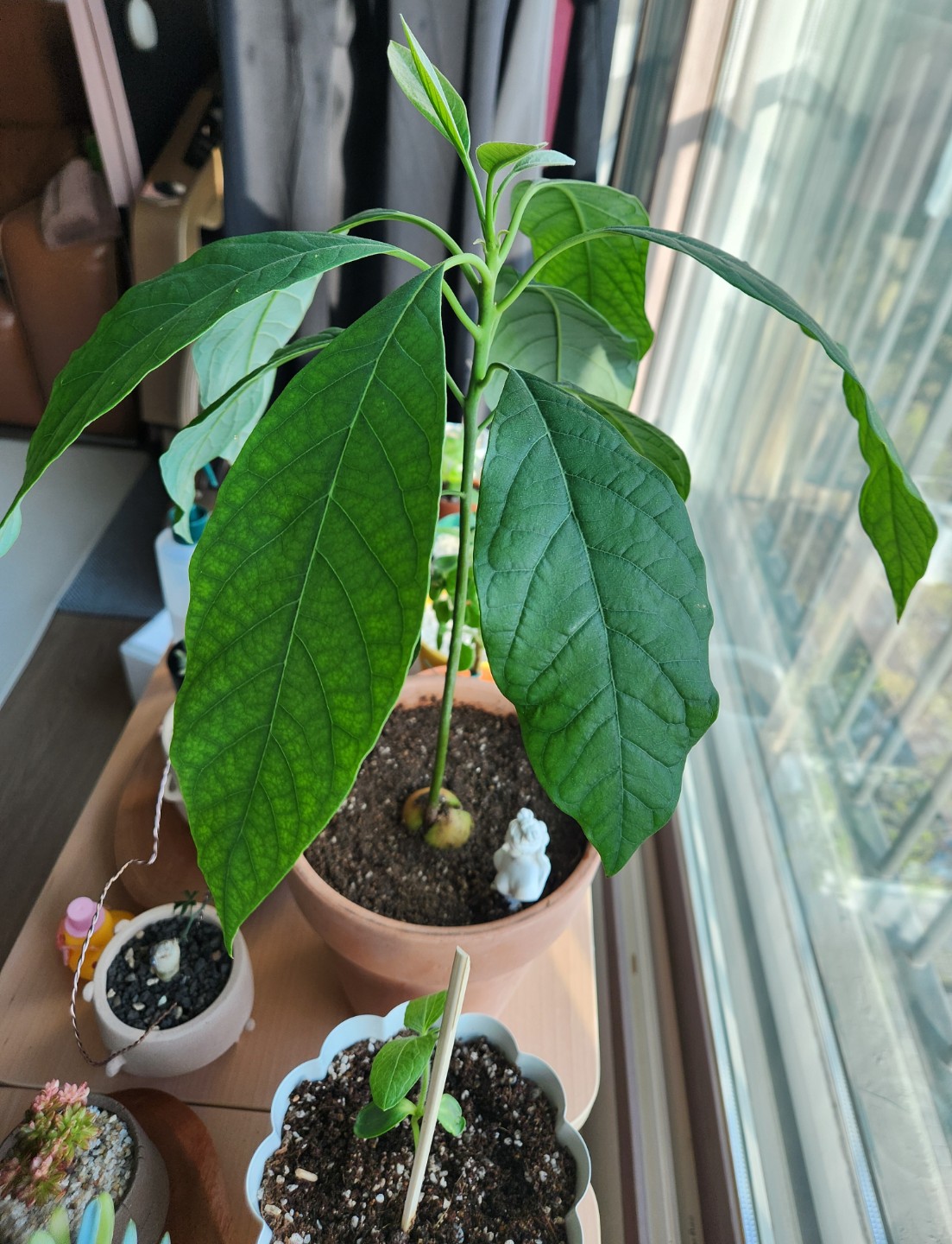 아보카도 성장기