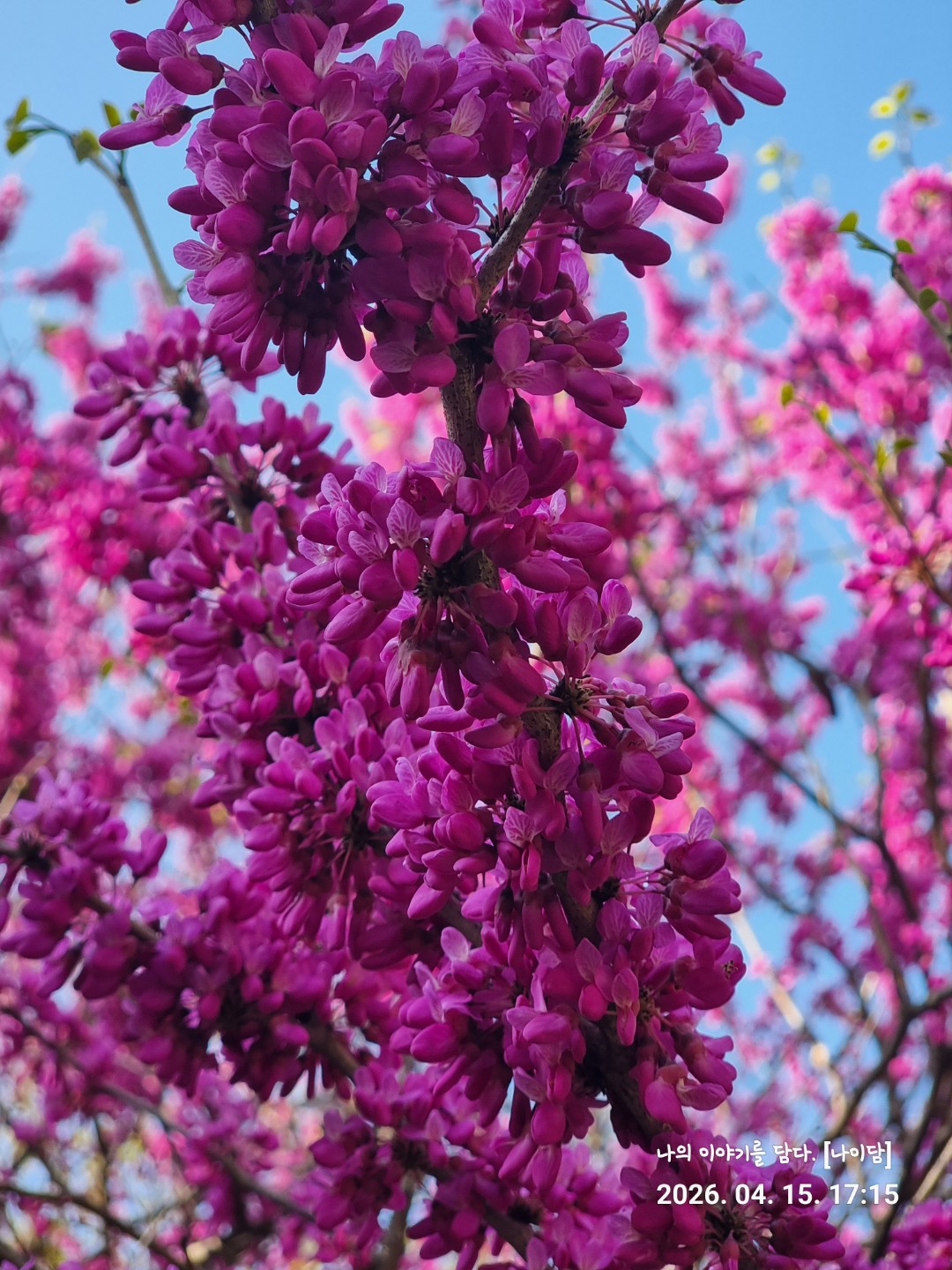 오늘의 사진 📸