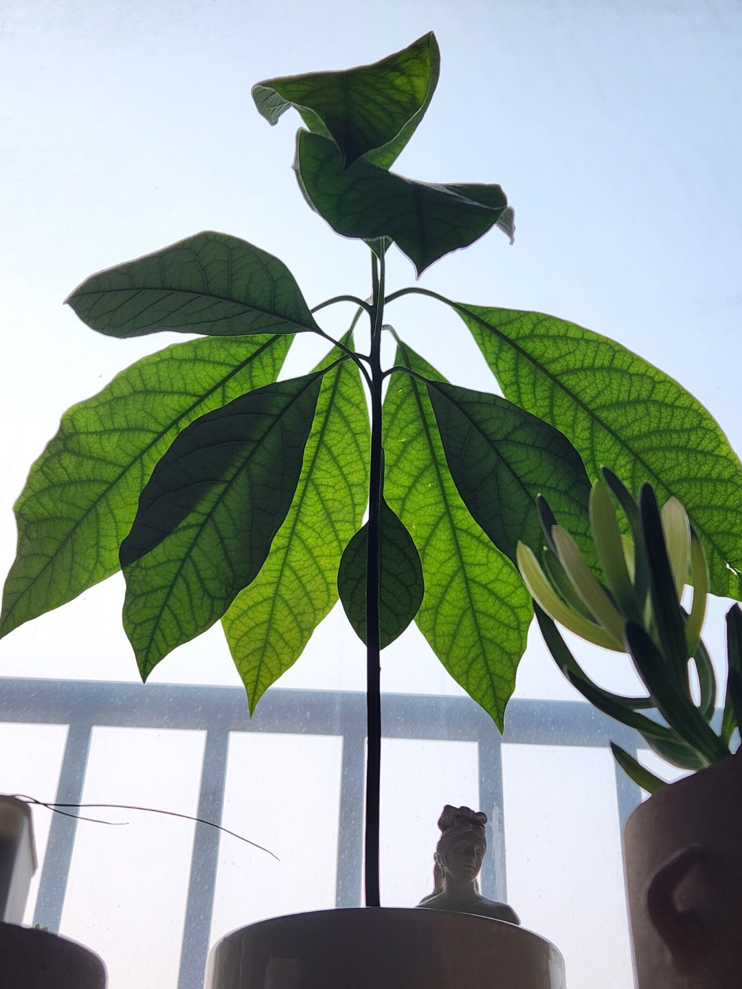 아보카도 성장기