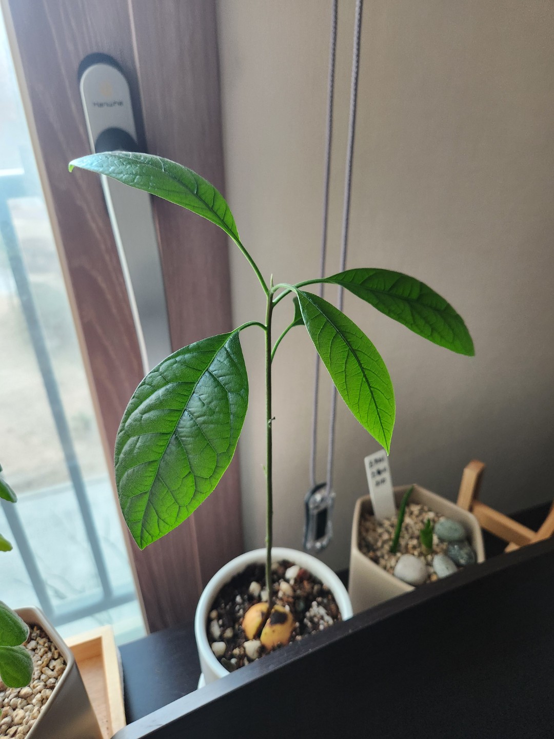 아보카도 성장기