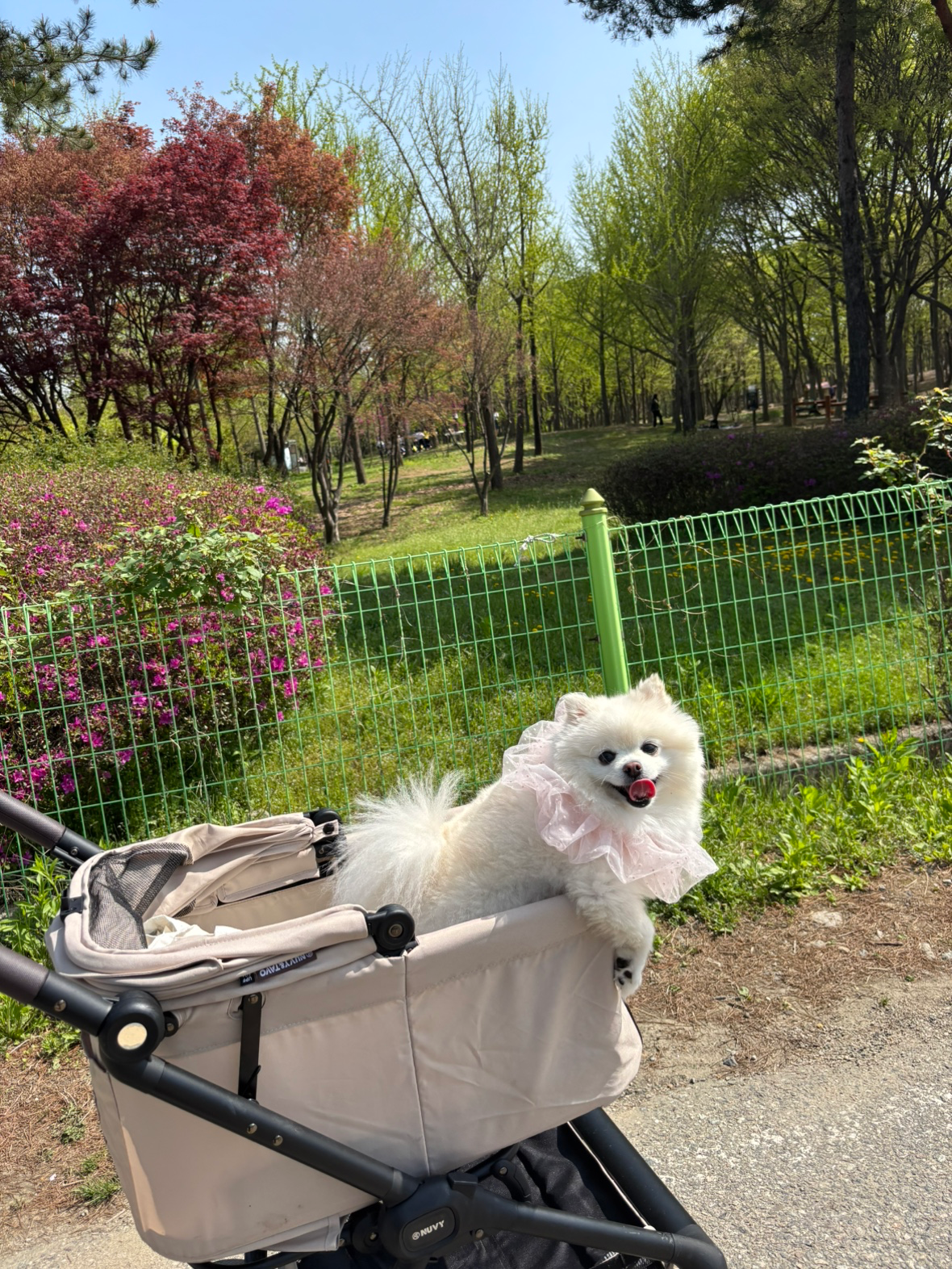 우리 포메 일상 자랑해요! ❤️