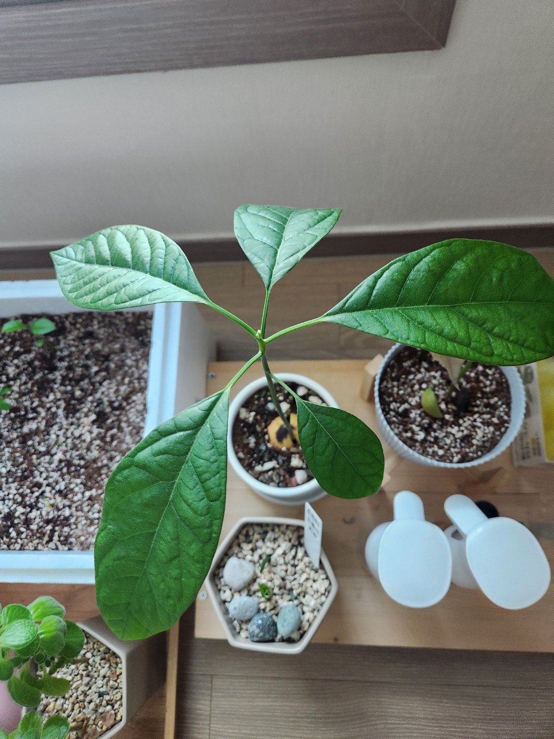 아보카도 성장기