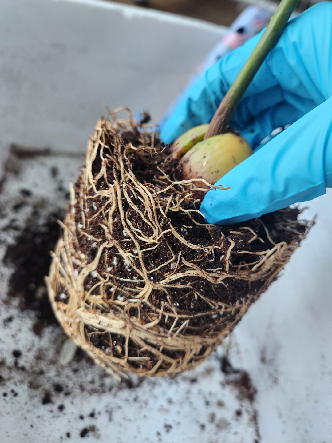 아보카도 성장기