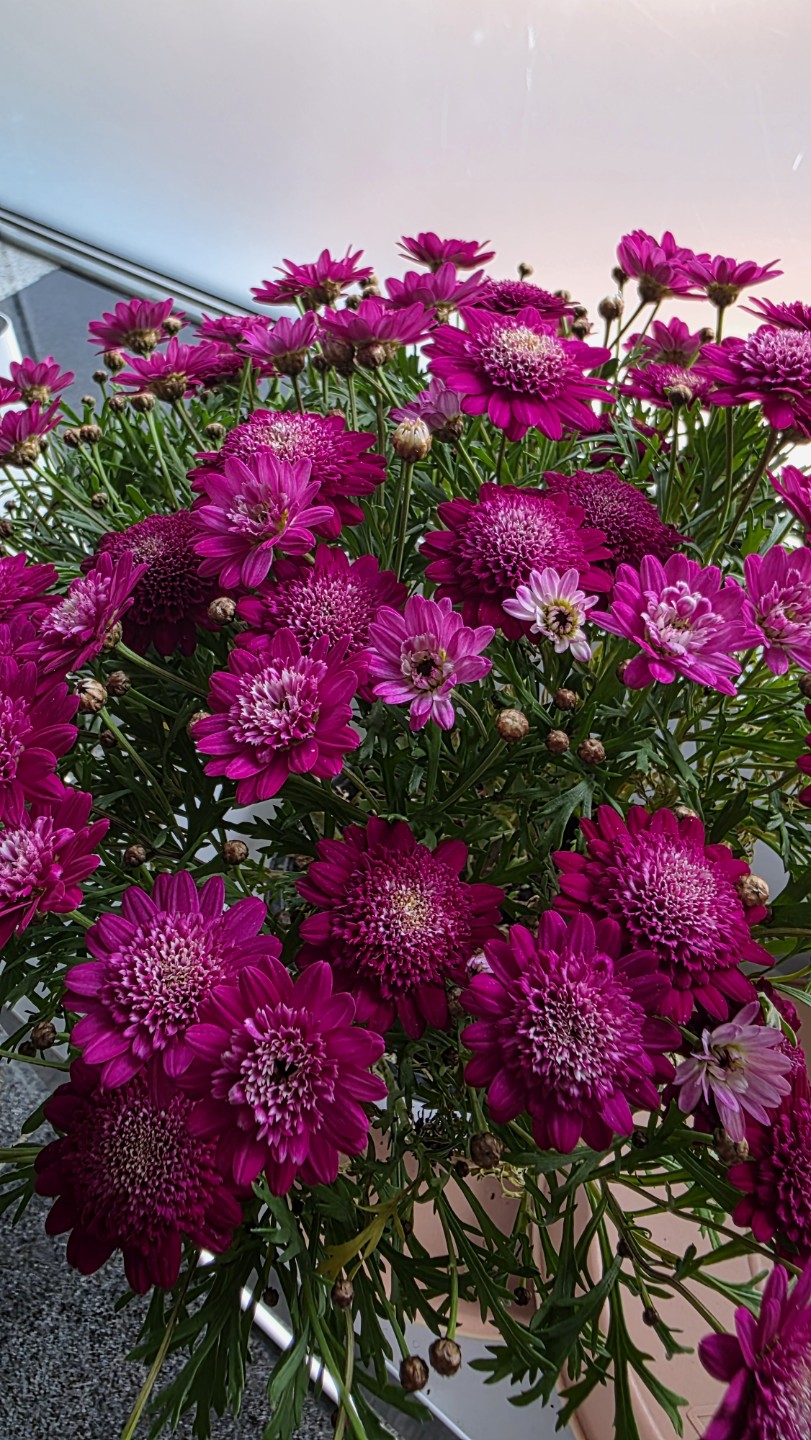 Post image 5