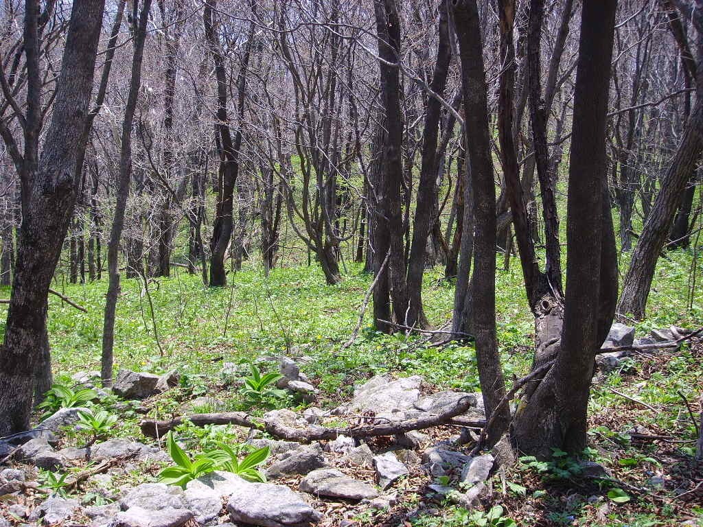 제 208회(5월) 정기산행: 석룡산(1,147m)- 야생화길