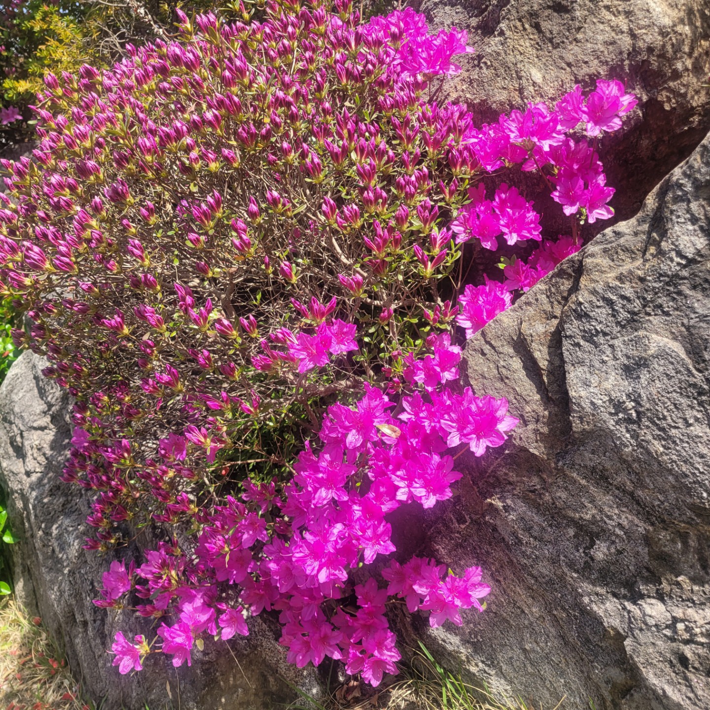 봄폼 여기도 저기도 봄.