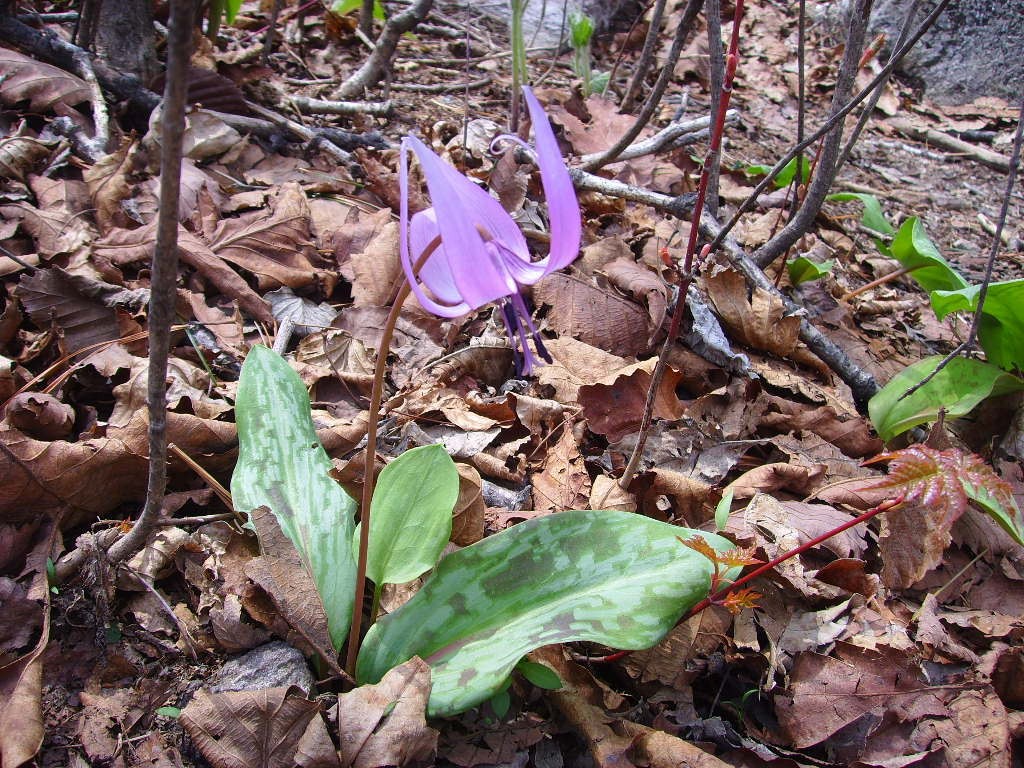 제 208회(5월) 정기산행: 석룡산(1,147m)- 야생화길
