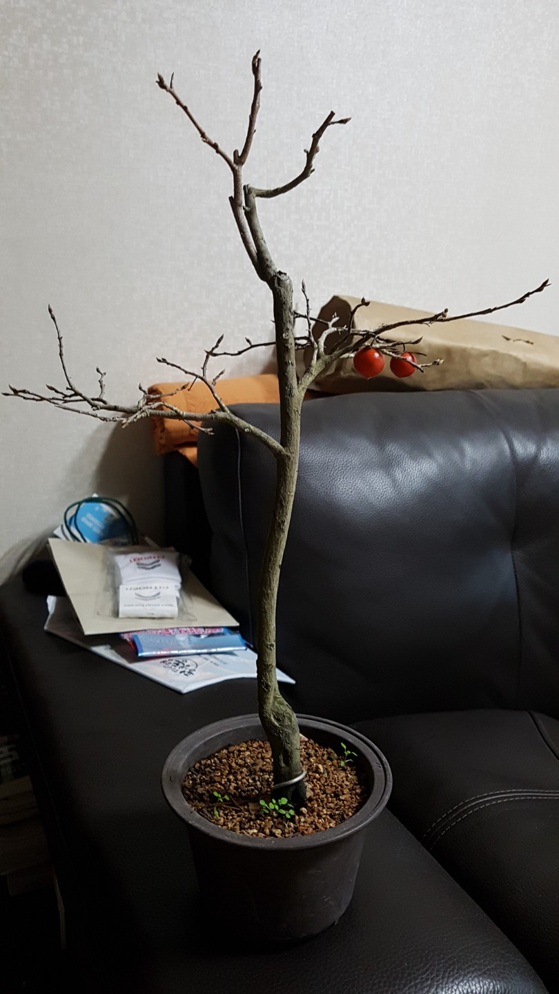Post image 4