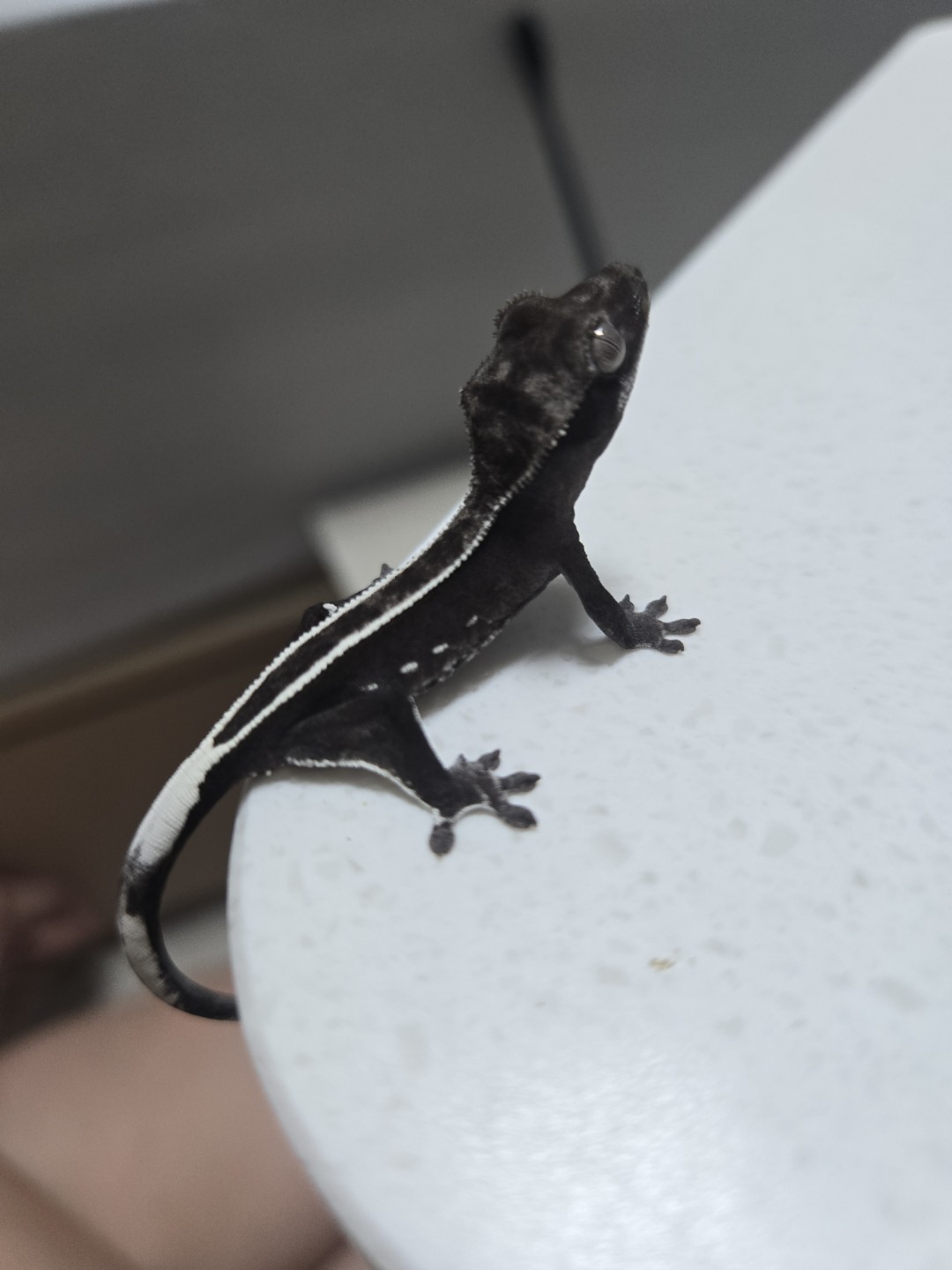 Post image 7
