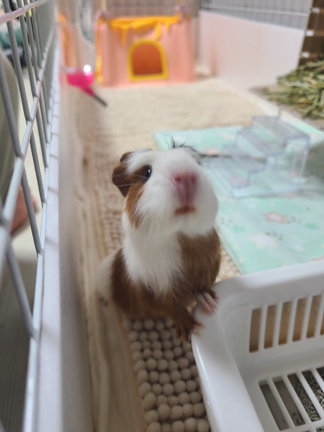 소동물 집사일상🐹🧀