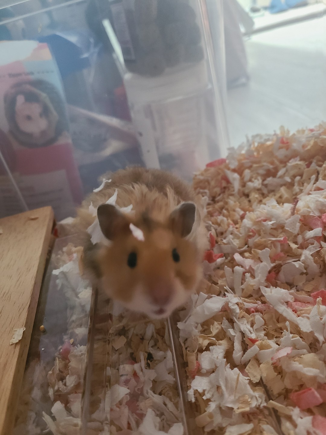 소동물 집사일상🐹🧀