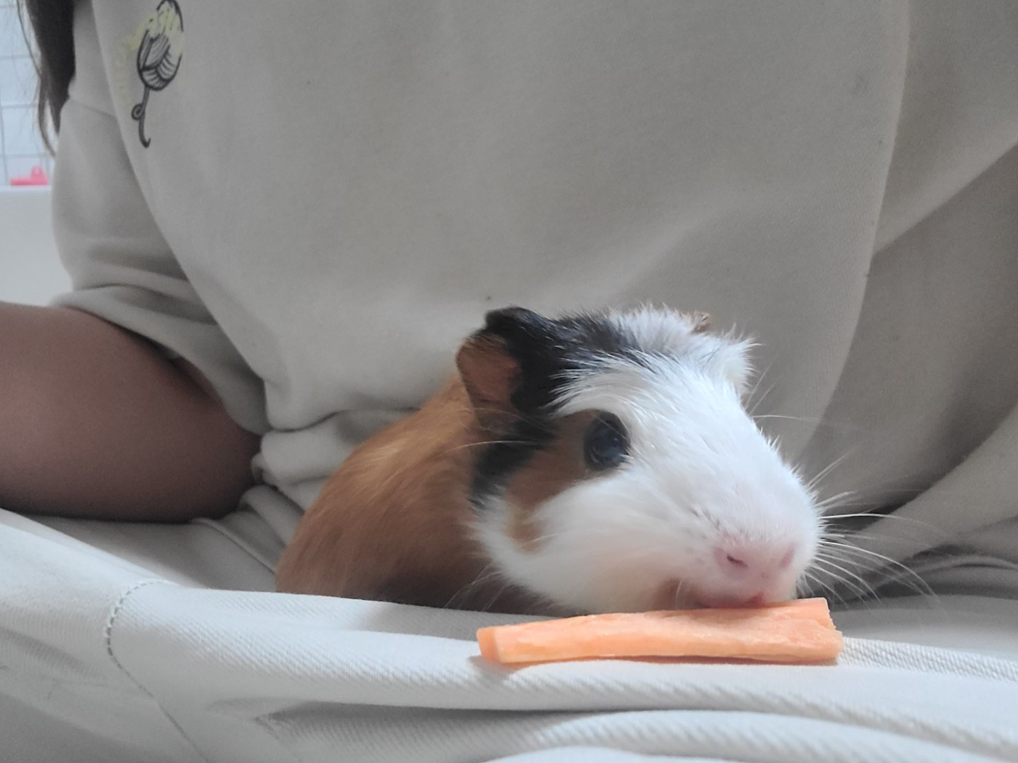 소동물 집사일상🐹🧀