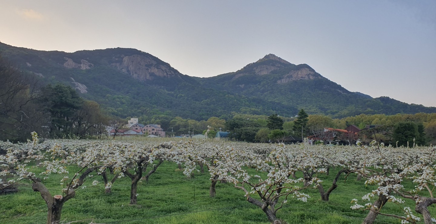 배꽃 시즌입니다^^