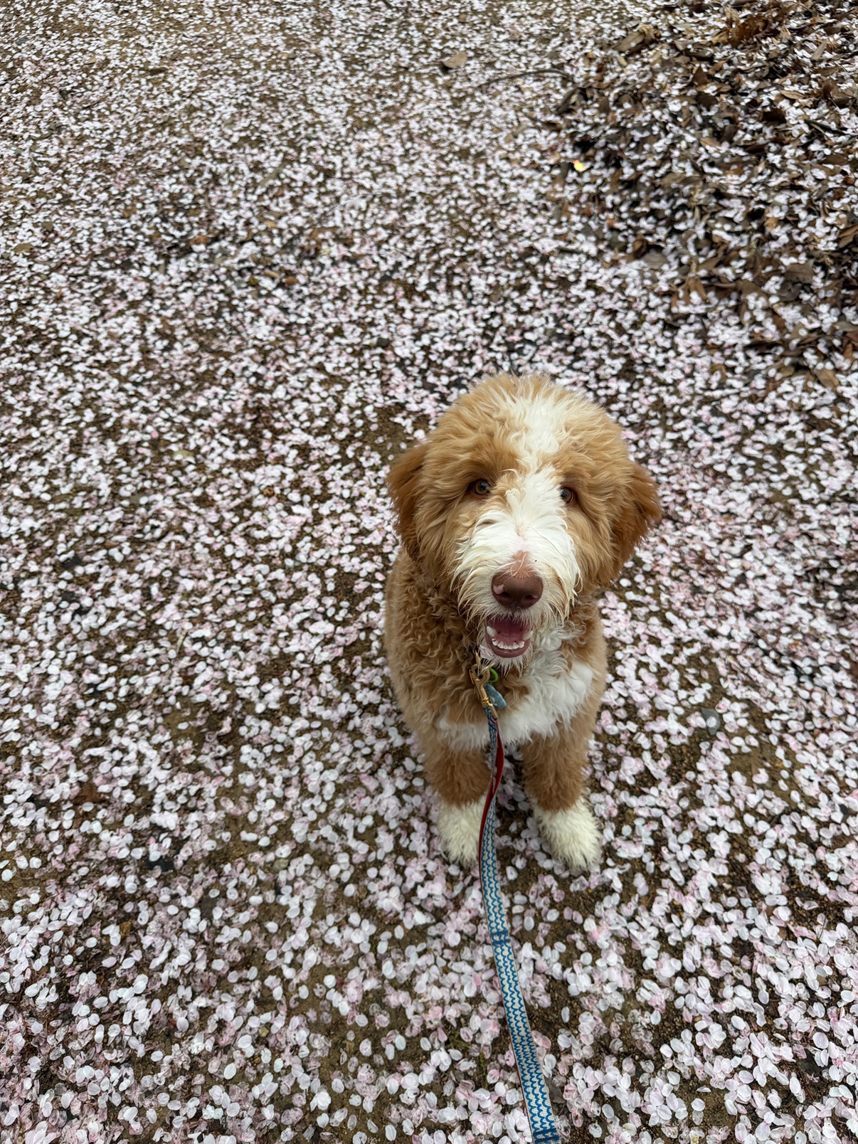 벚꽃이 다 져가네요🌸