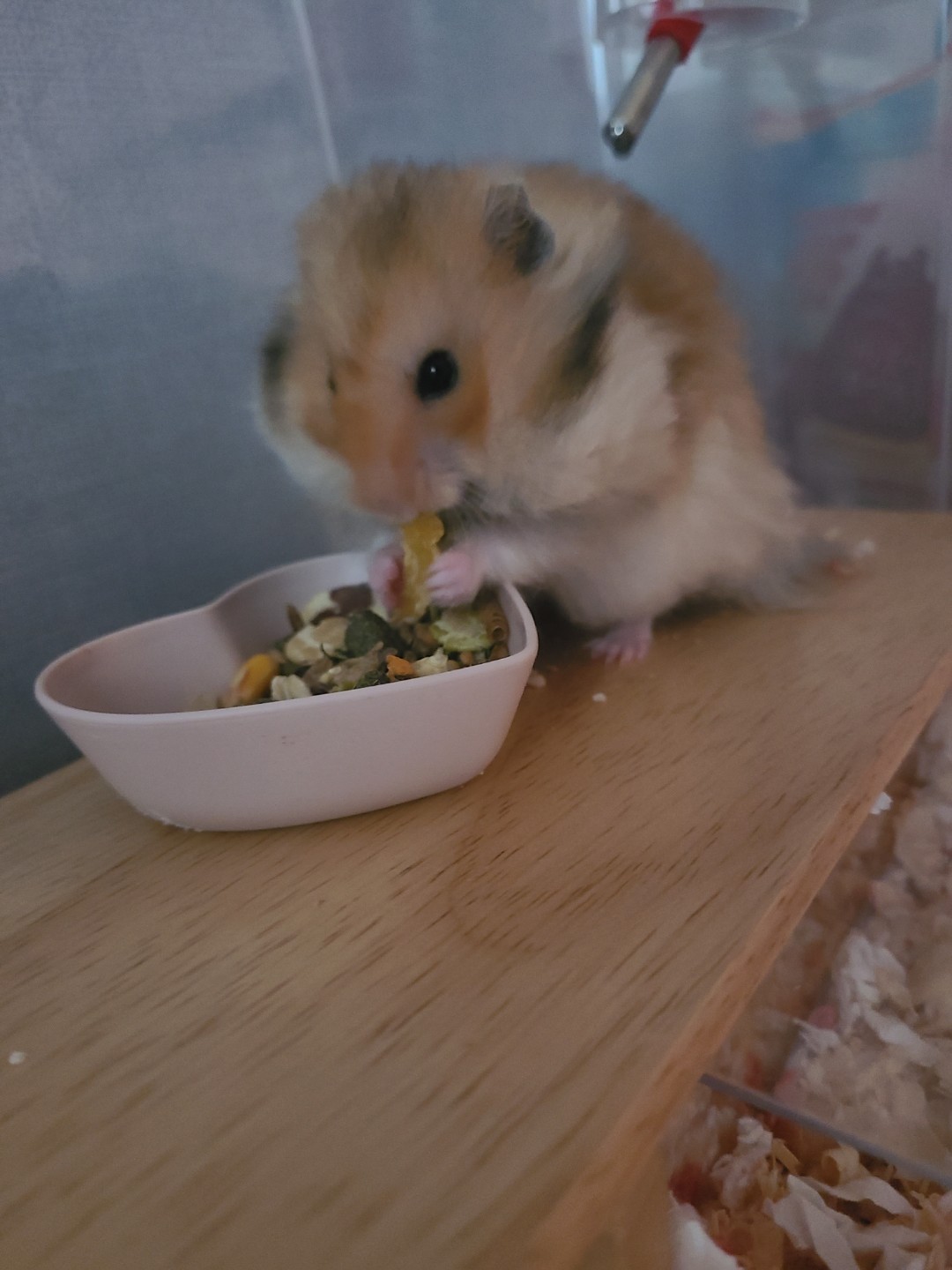 소동물 집사일상🐹🧀