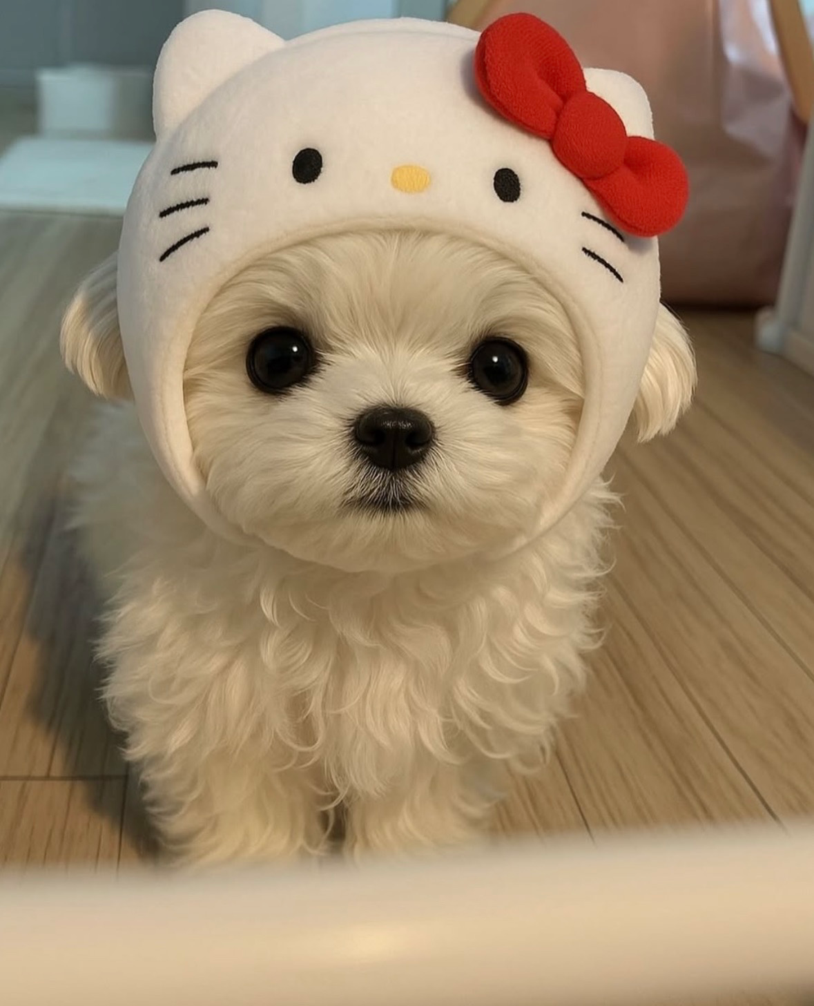 고양이가 꿈이에오