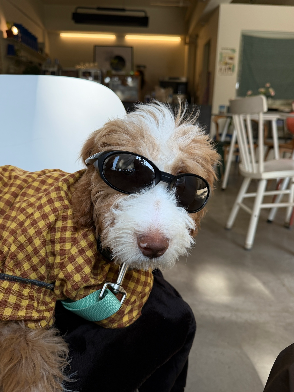 진짜 귀엽지 않나요? 🐶