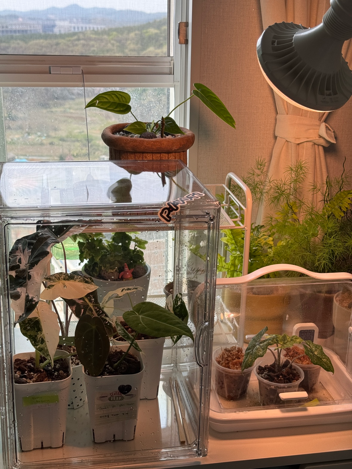 초보인데 겁도 없이 많이 키우고 있어요