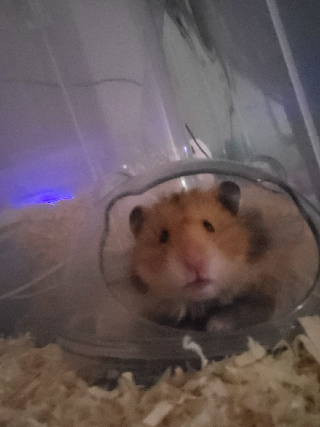 소동물 집사일상🐹🧀