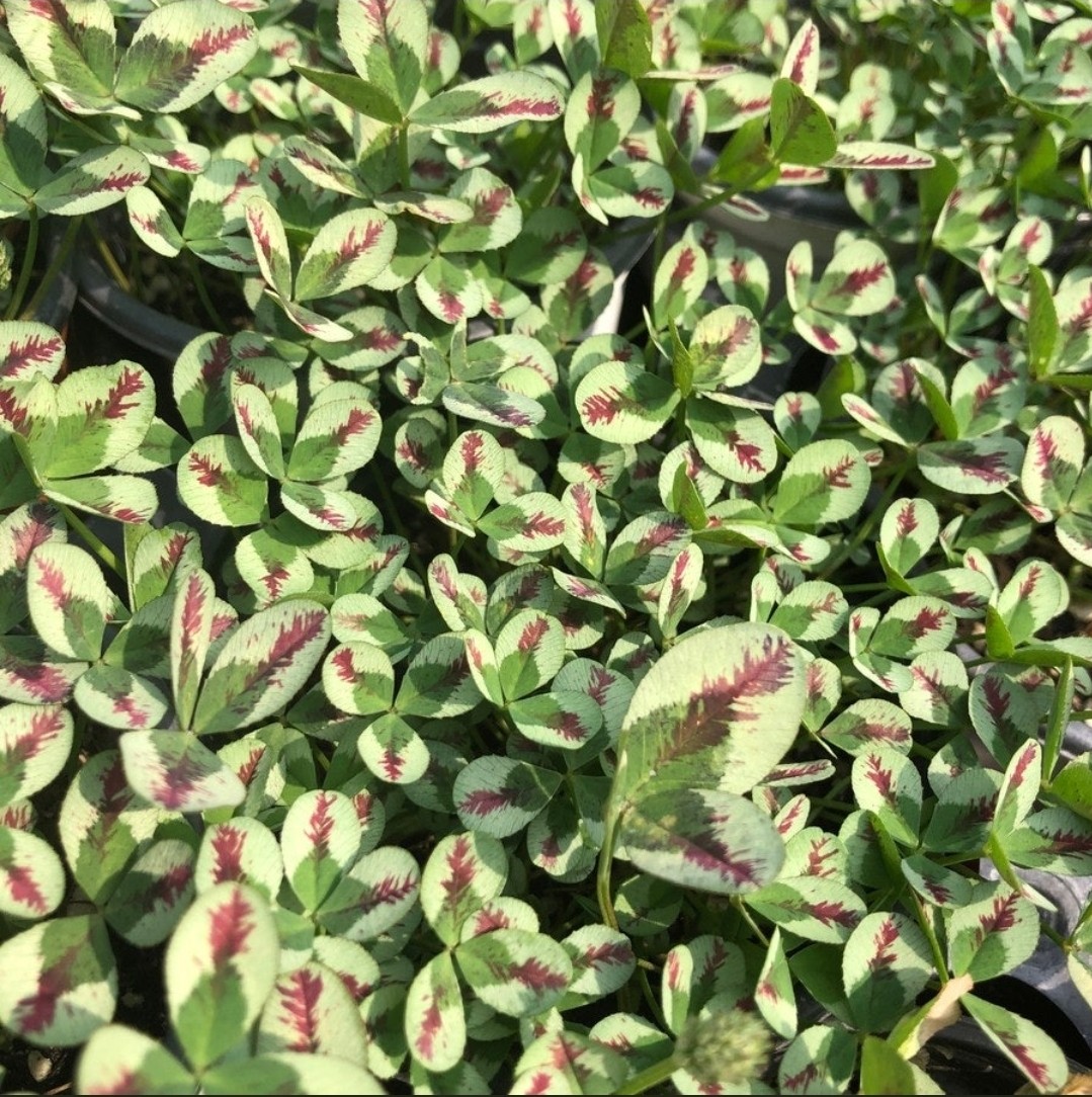 Post image 10