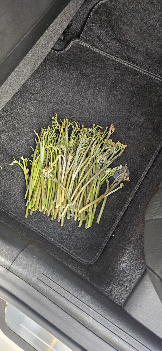 제주도 둘레길..고사리 꺾기 가려합니다