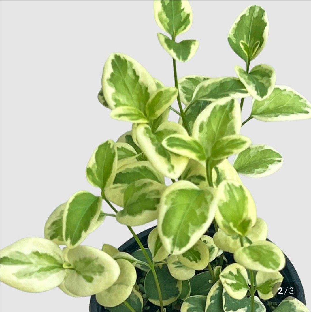 Post image 11