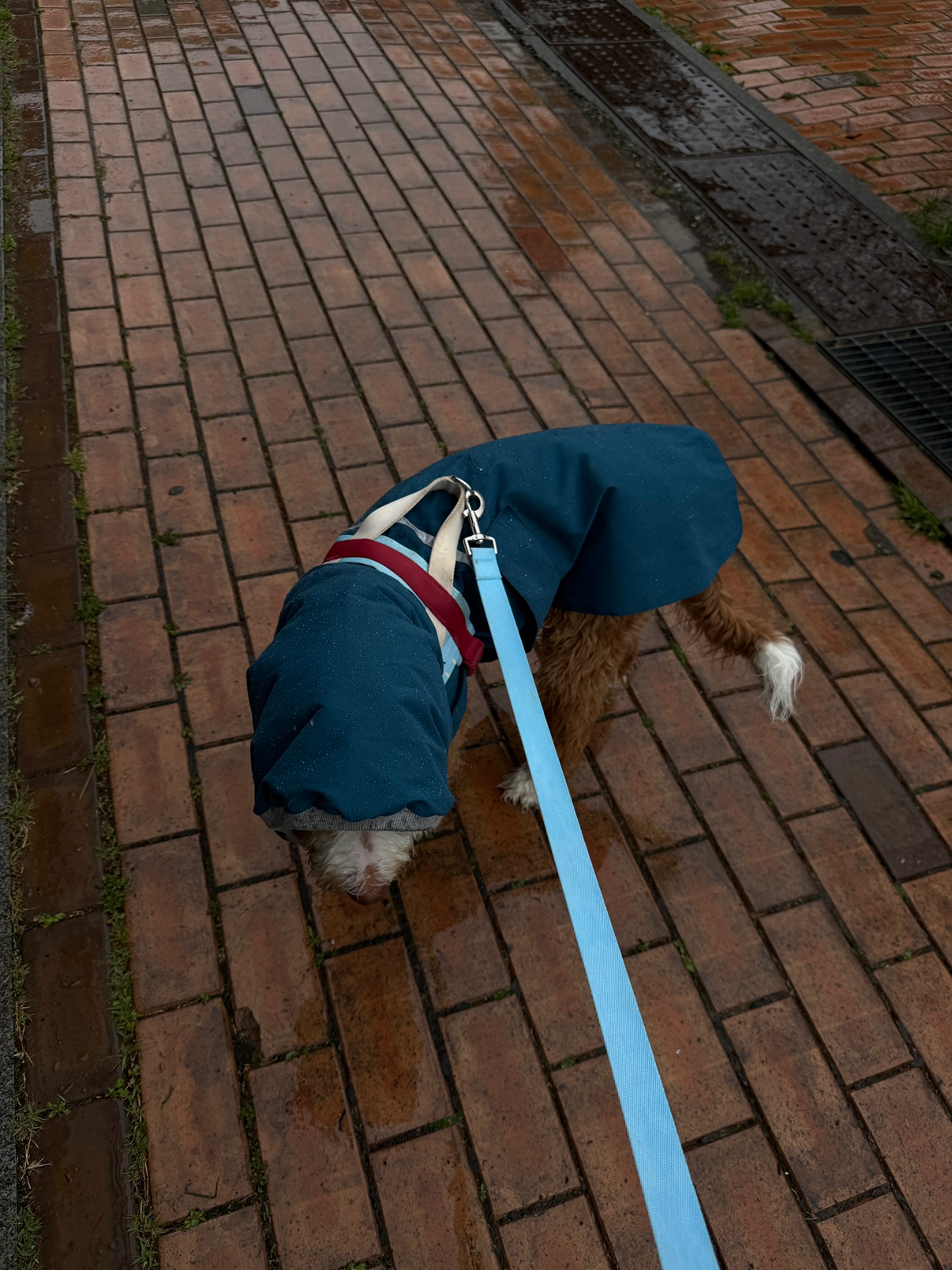 벚꽃이 다 져가네요🌸