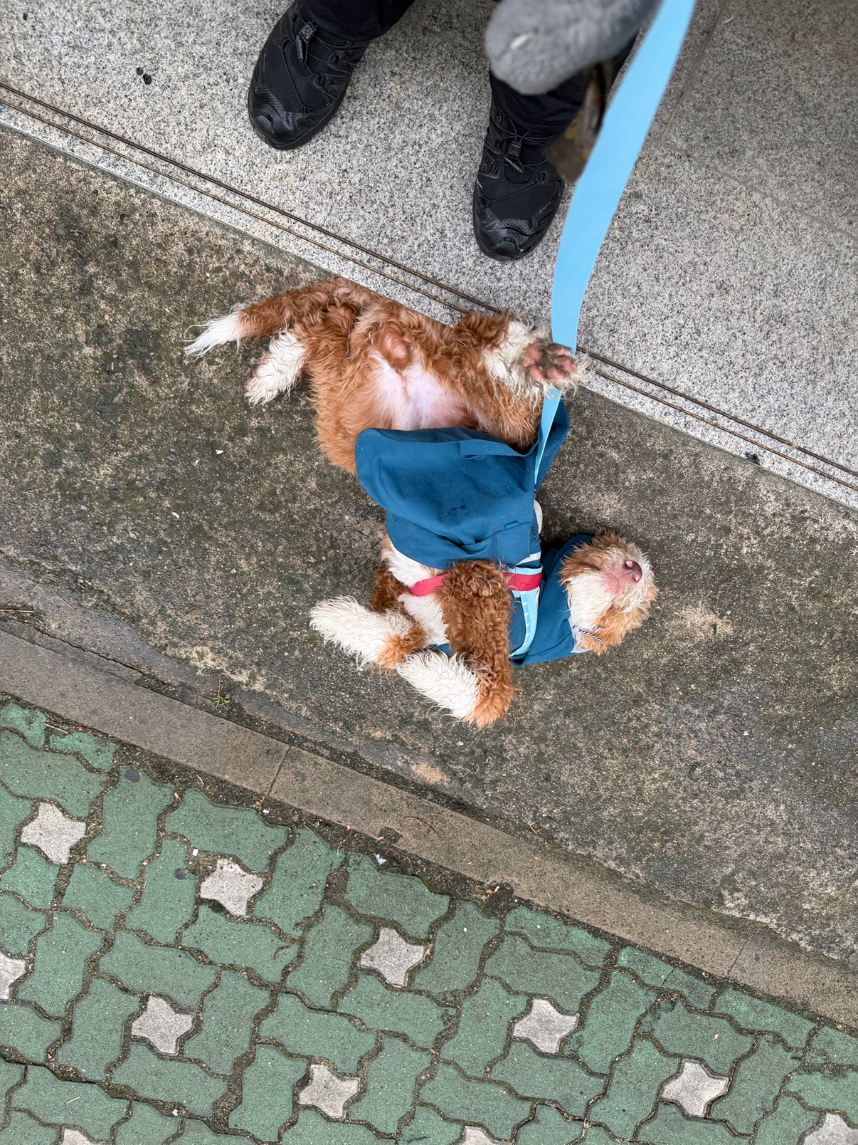 벚꽃이 다 져가네요🌸