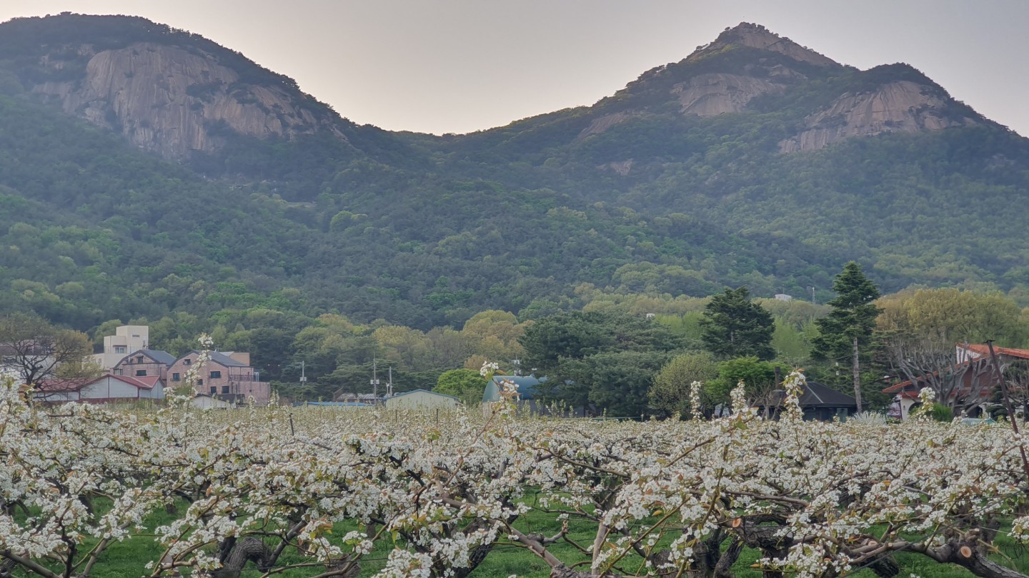 배꽃 시즌입니다^^