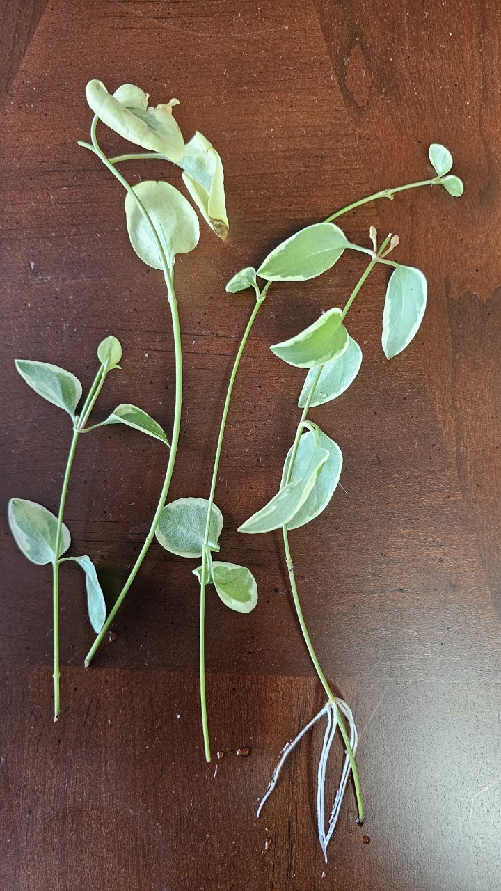 Post image 6